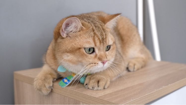 บริติช รูปที่ 8