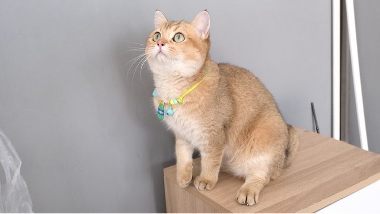 บริติช รูปที่ 2