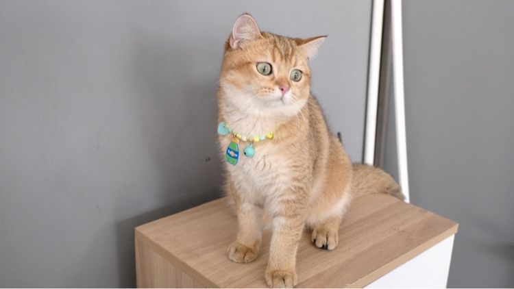 บริติช รูปที่ 4