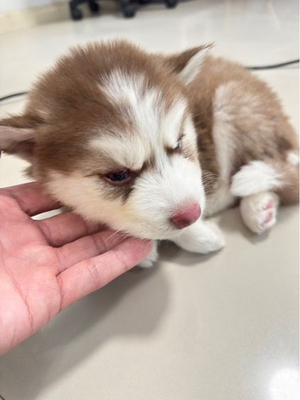 ใหญ่ ไซบีเรียน