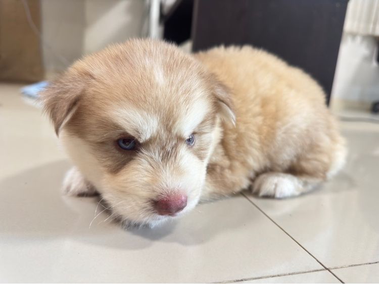 ไซบีเรียน รูปที่ 2