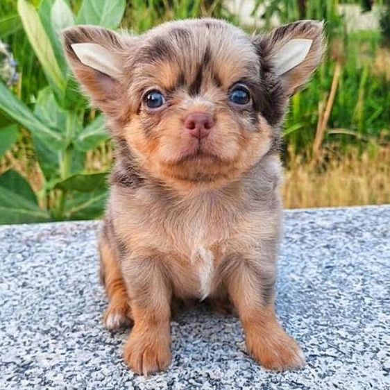 ชิวาวา(ช.ล้วน)