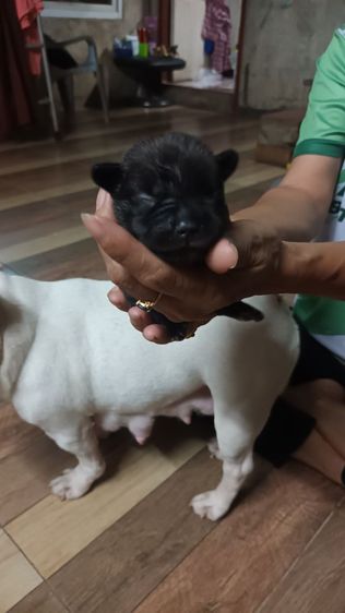 เฟนด์บลูด๊อกสนใจสอบถามได้ราคาคุยกันได้เหมาหมดลดได้จ้า รูปที่ 4