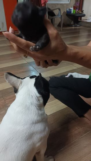 เฟนด์บลูด๊อกสนใจสอบถามได้ราคาคุยกันได้เหมาหมดลดได้จ้า รูปที่ 5