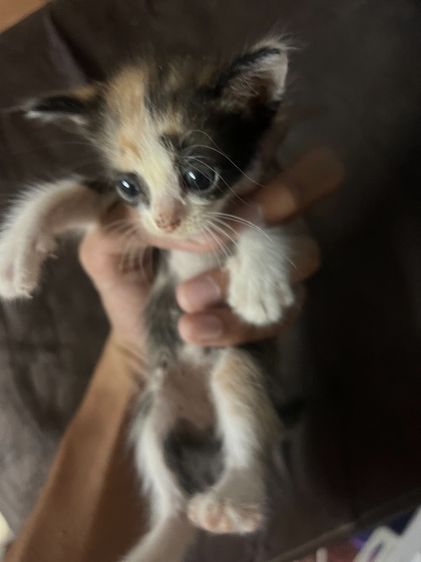 แมว ลูกครึ่งเปอร์เซีย รูปที่ 5