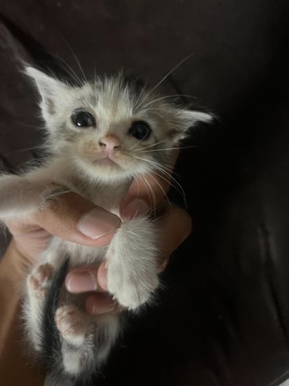 แมว ลูกครึ่งเปอร์เซีย รูปที่ 3