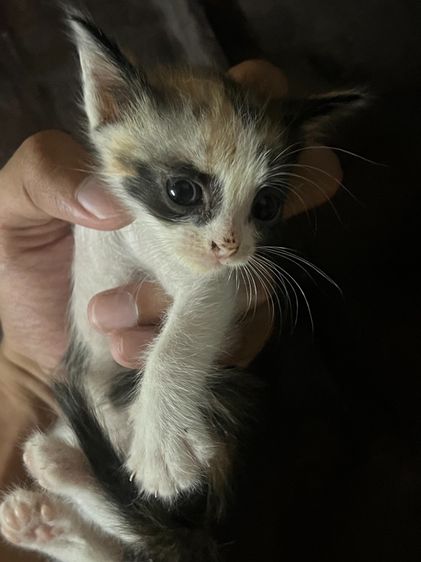 แมว ลูกครึ่งเปอร์เซีย รูปที่ 6