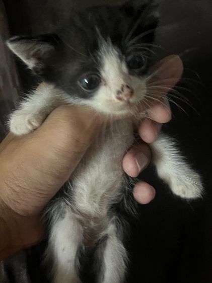 แมว ลูกครึ่งเปอร์เซีย รูปที่ 2