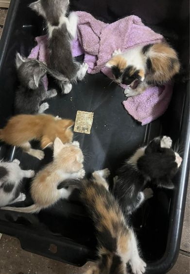 แมว ลูกครึ่งเปอร์เซีย รูปที่ 7
