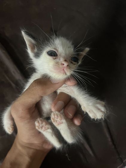 แมว ลูกครึ่งเปอร์เซีย รูปที่ 4