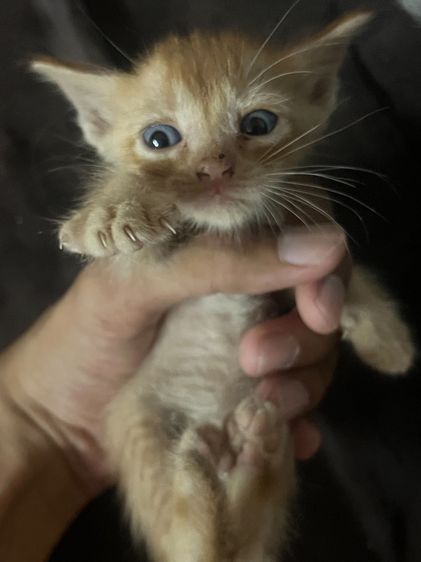 แมว ลูกครึ่งเปอร์เซีย