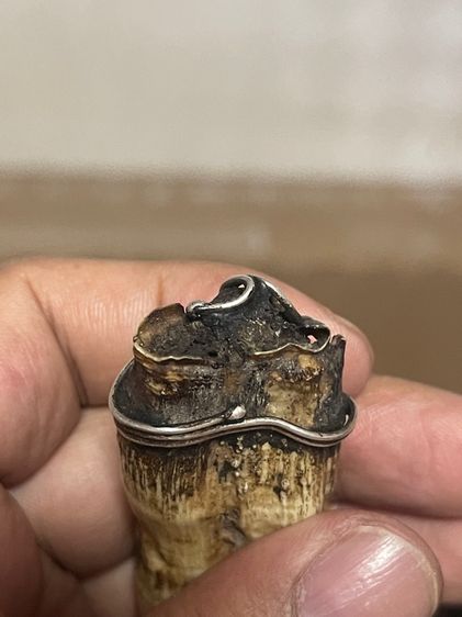 หมูตัน รูปที่ 10