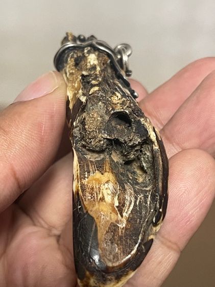 หมูตัน รูปที่ 7