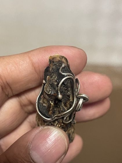 หมูตัน รูปที่ 9