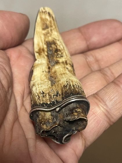 หมูตัน รูปที่ 5