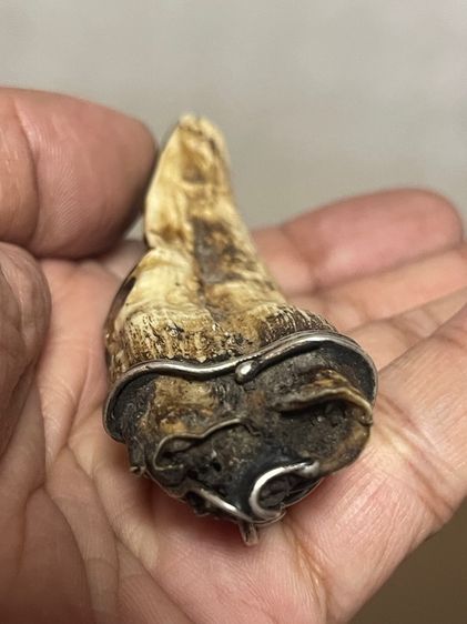 หมูตัน รูปที่ 4