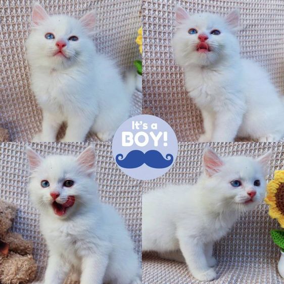 ระยองพร้อมป่วน