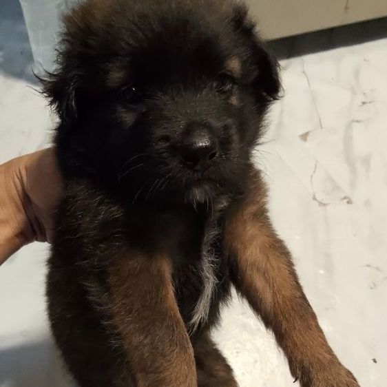 อาเซเชี่ยนผสมโกเด้น รูปที่ 3