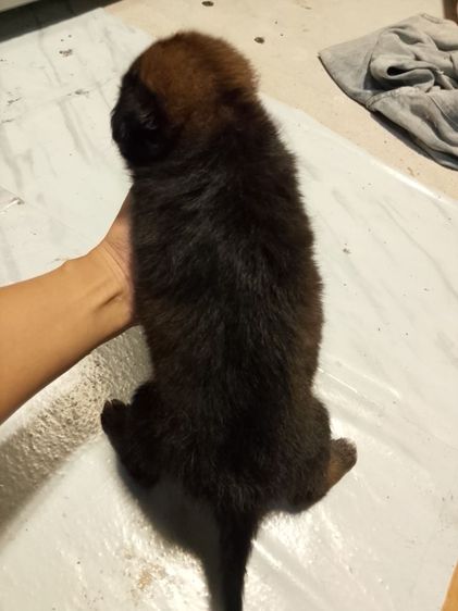 อาเซเชี่ยนผสมโกเด้น รูปที่ 4