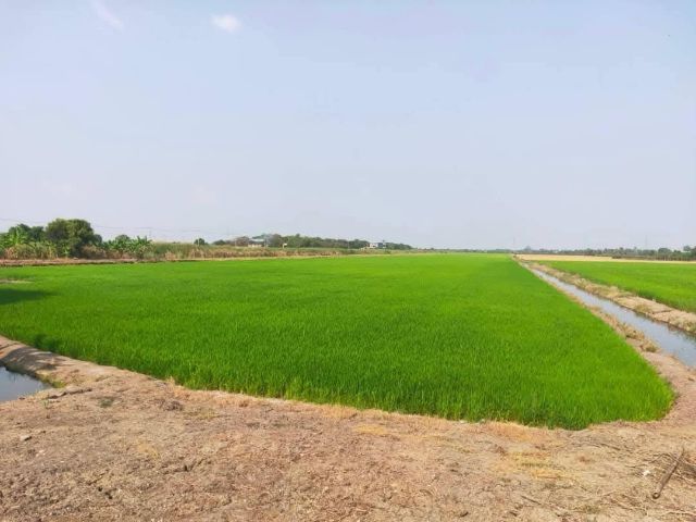 ที่ดินนครปฐม