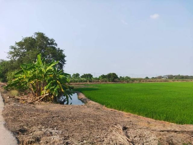 ที่ดินนครปฐม รูปที่ 3