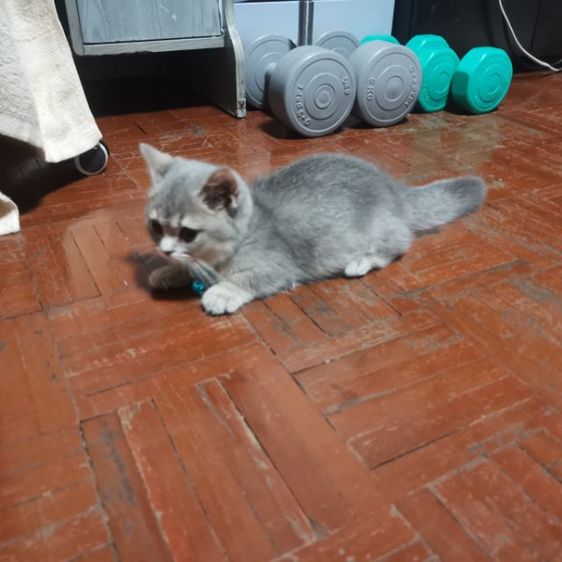 มัน​ช์​กิ้นขา​สั้น รูปที่ 6