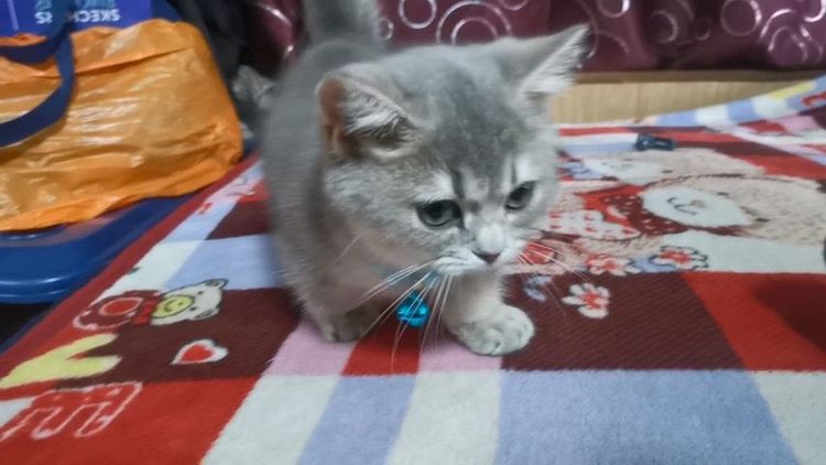 มัน​ช์​กิ้นขา​สั้น รูปที่ 8