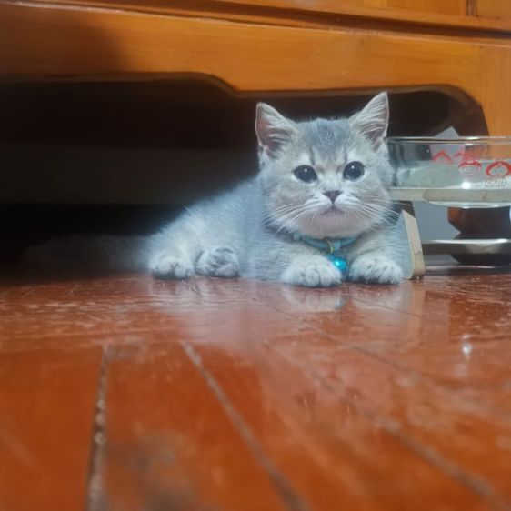 มัน​ช์​กิ้นขา​สั้น รูปที่ 4