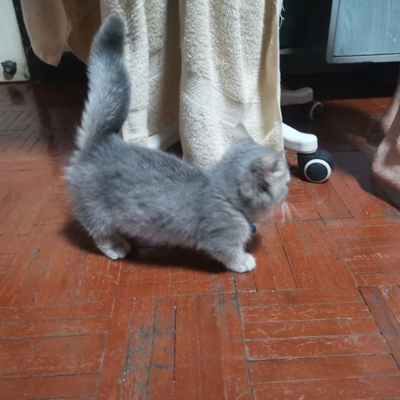 มัน​ช์​กิ้นขา​สั้น รูปที่ 2