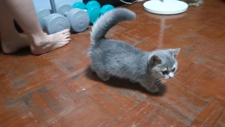 มันช์กิ้น (Munchkin) มัน​ช์​กิ้นขา​สั้น