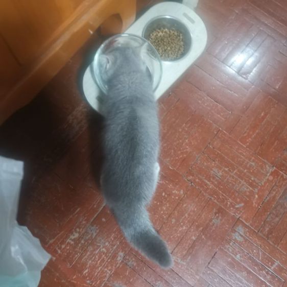 มัน​ช์​กิ้นขา​สั้น รูปที่ 5