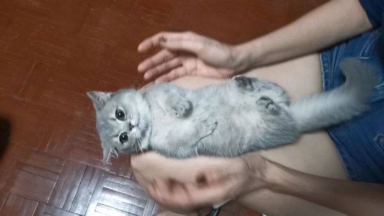 มัน​ช์​กิ้นขา​สั้น รูปที่ 7