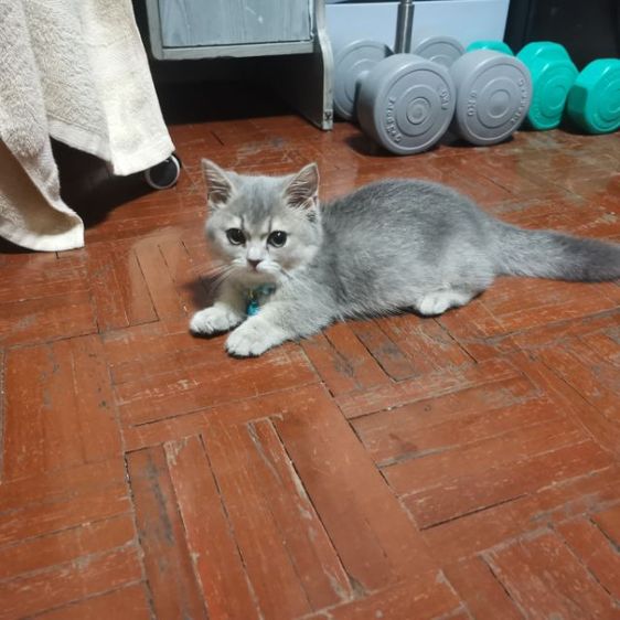 มัน​ช์​กิ้นขา​สั้น รูปที่ 13