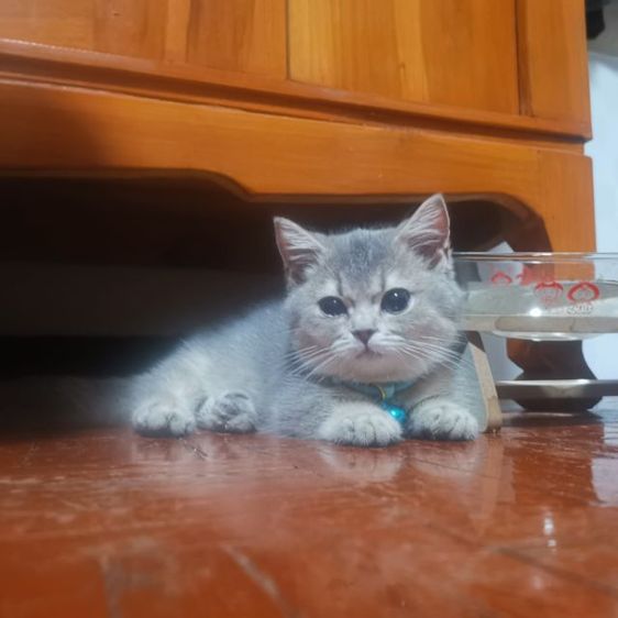 มัน​ช์​กิ้นขา​สั้น รูปที่ 17