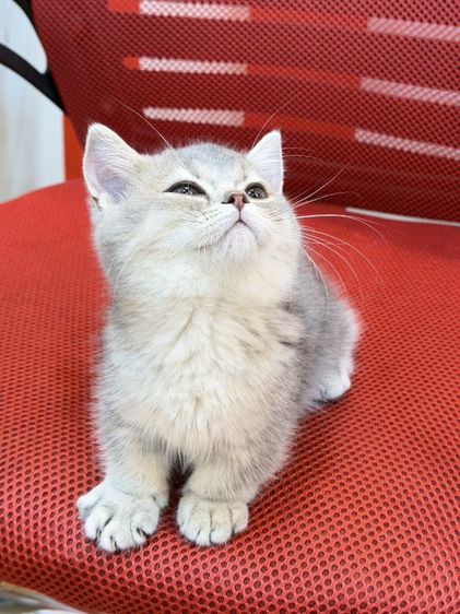 มัน​ช์​กิ้นขา​สั้น รูปที่ 10