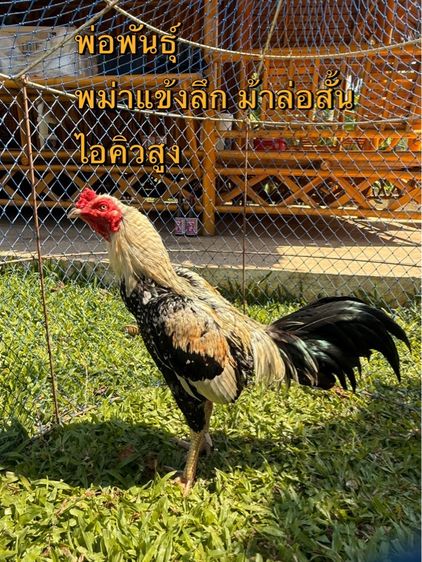 ไข่ไก่ชน รูปที่ 2