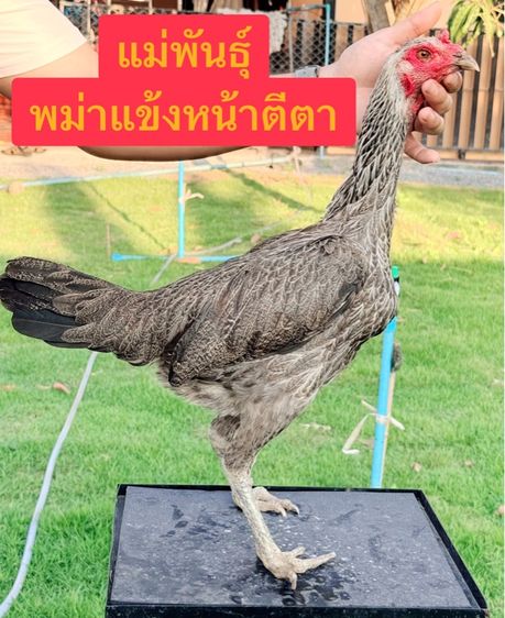 ไข่ไก่ชน รูปที่ 3