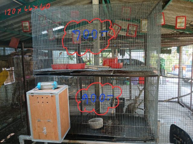 กรงนกมือ 2