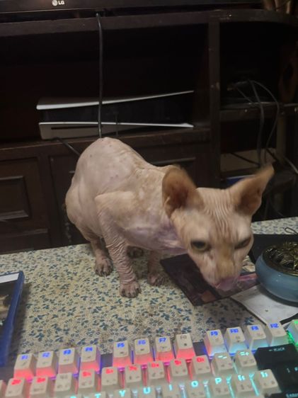 สฟิงซ์ (Sphynx) แมวสฟิงซ์