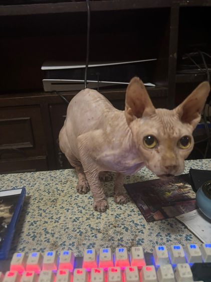 แมวสฟิงซ์ รูปที่ 8