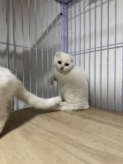 ด.ญ สก๊อต