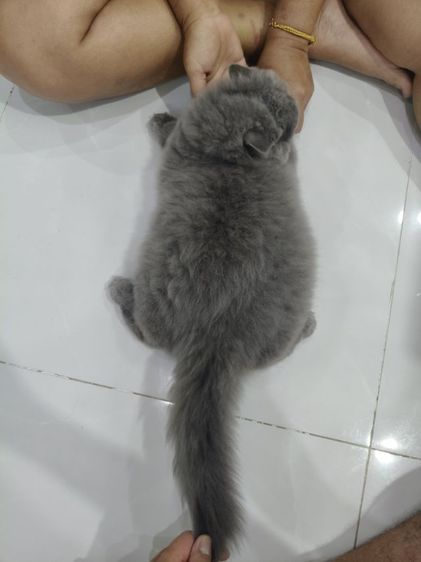 แมวบริติชช็อตแฮร์ รูปที่ 7