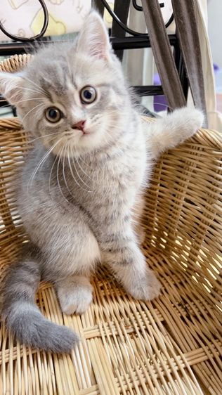 ลูกแมวสกอตติชโฟลด์ แท้ หุ่นหมี พร้อมย้าย รูปที่ 2