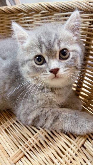 ลูกแมวสกอตติชโฟลด์ แท้ หุ่นหมี พร้อมย้าย รูปที่ 3