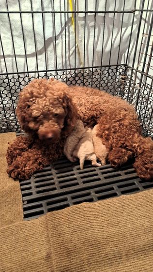 พุดเดิ้ล (Poodle) เล็ก เปิดจองลูกสุนัขพุดเดิ้ลแท้