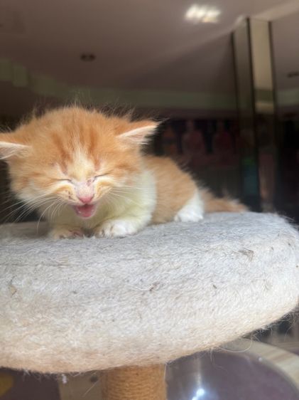 น้องแมวพันธุ์มันช์กิ้นขาสั้น เ