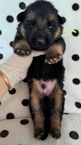 เยอรมันเชพเพิร์ด (German Shepherd) ใหญ่ (มีใบเพ็ด) เปิดจองลูกสุนัขเยอรมันเชพเพิร์ดแท้