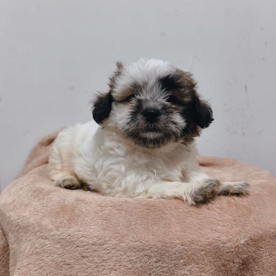 ชิสุผสมปอม รูปที่ 7