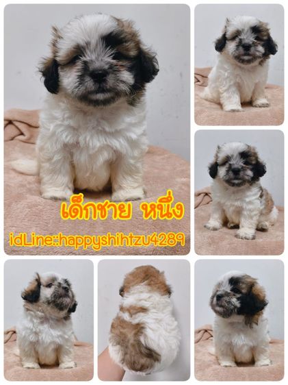 ชิสุผสมปอม รูปที่ 3