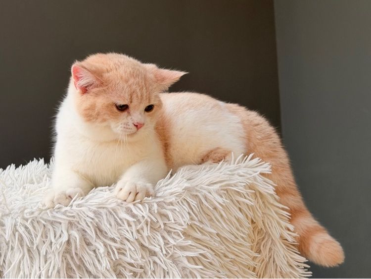 สก็อตติชครีมไวท์ (ดช.) รูปที่ 2